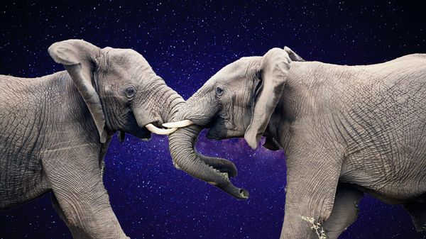 two elephants with tusks entwined against background of starry sky