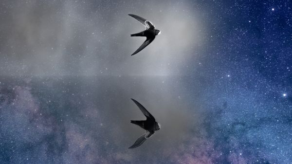 bird and reflection in water merging into background of starry sky