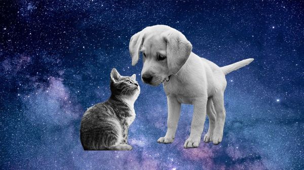 Puppy and kitten looking into each other's eyes with decorative starry background