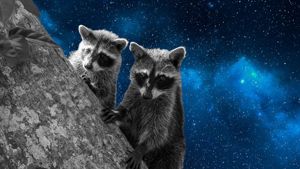 Two raccoons next to each other peering over tree with starry background.jpg 