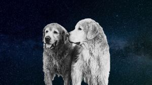 Two golden retrievers after swimming with decorative starry background