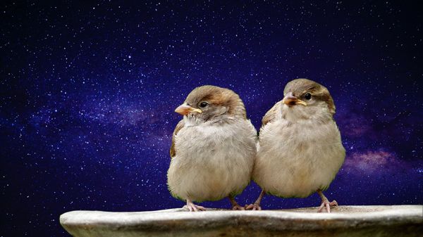 two birds nestled together against background of starry sky