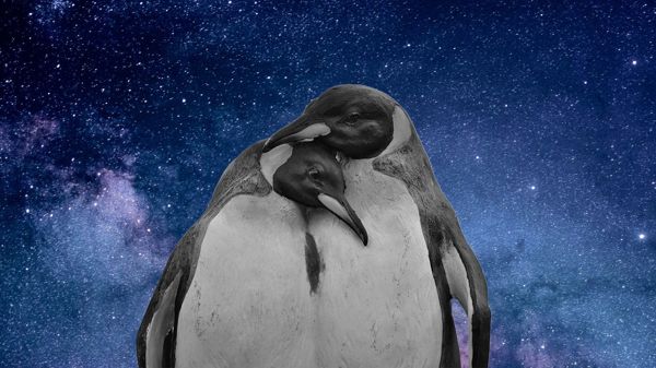 Statue of two penguins nuzzling into each other with starry background